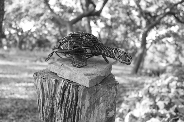 The Good Luck Turtle